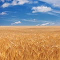 Field of ripe golden wheat ears on cloudy blue sky Royalty Free Stock Photo