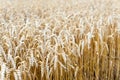 Golden ripe wheat stems field Royalty Free Stock Photo