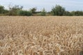 The field of ripe wheat in summer Royalty Free Stock Photo