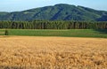 The field is ripe grain Royalty Free Stock Photo