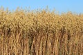 Field of ripe oats