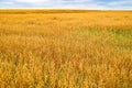 A field of ripe oats at the end of August Royalty Free Stock Photo