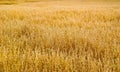 A field of ripe oats at the end of August Royalty Free Stock Photo