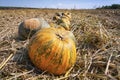 A field of ripe pumpkins