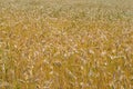 The field of ripe rye Royalty Free Stock Photo