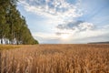 Field of ripe rye in late summer Royalty Free Stock Photo