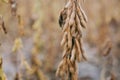 Field of ripe soybeans. Harvest time