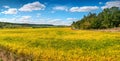 Yellow field of ripe soybeans eaves