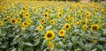 Field with ripe sunflowers at the forest edge Royalty Free Stock Photo