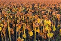 Field of the ripe sunflowers at frosty autumn morning Royalty Free Stock Photo