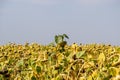 Ripe sunflower field