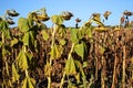 Field of ripe sunflowers lit by the sun. Royalty Free Stock Photo