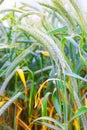 Field of ripe triticale ears Royalty Free Stock Photo