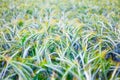 Field of ripe triticale ears Royalty Free Stock Photo