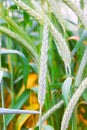 Field of ripe triticale ears Royalty Free Stock Photo