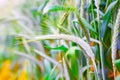 Field of ripe triticale ears Royalty Free Stock Photo