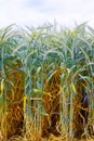 Field of ripe triticale ears