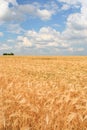 Field of ripe wheat Royalty Free Stock Photo