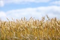 Field of ripe wheat against blue sky Royalty Free Stock Photo