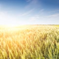 Field of ripe wheat with blue sky in sunset beams Royalty Free Stock Photo