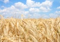 Field of ripe Wheat and blue sky with white clouds Royalty Free Stock Photo