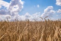 Ripe wheat and blue sky with white clouds Royalty Free Stock Photo