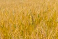 Field with ripe wheat close-up Royalty Free Stock Photo