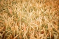 field of ripe wheat, close up Royalty Free Stock Photo
