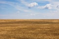 Field of ripe wheat ears on blue sky background Royalty Free Stock Photo