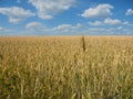 Field of ripe wheat of golden color and blue sky with white clouds Royalty Free Stock Photo