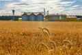 Field of ripe wheat and industrial complex Royalty Free Stock Photo