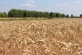 A field with ripe wheat plants and trees and a blue sky in the back in summer in holland Royalty Free Stock Photo