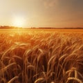 a field of ripe wheat, a road