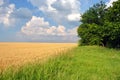 Field of ripe wheat rye on the edge of oak forest, line of green grass meadow Royalty Free Stock Photo