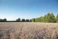 A field of ripe wheat with sun rays Royalty Free Stock Photo