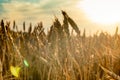 Field of ripe wheat at sunset background Royalty Free Stock Photo