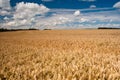 Field of ripe wheat under blue cloudy sky Royalty Free Stock Photo