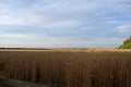 Field of ripe wheat under the blue sky and clouds