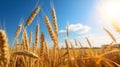 A field of ripe wheat under the blue sky and white clouds Royalty Free Stock Photo