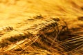 Field of ripe wheat under the golden sunlight