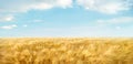 Field of ripe wheat under light blue sky with clouds Royalty Free Stock Photo