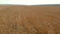 Field with ripe wheat waved by light wind against forests