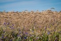 Field of ripe wheat, whild flowers and blue sky.