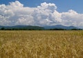 The Field ripe wheats Russia