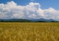 The Field ripe wheats Russia