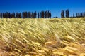 Field of ripe yellow barley with poplars and blue sky