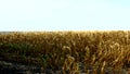 Field of ripe yellow corn unmown field