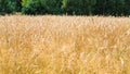 field of ripe yellow rye in Poland in summer Royalty Free Stock Photo