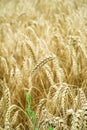 field of ripe yellow wheat