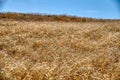 Field of ripe yellow wheat under blue sky and clouds